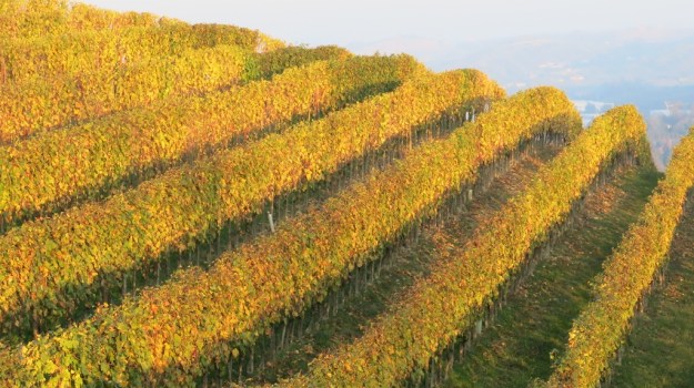 Piemont Italy 2013 918