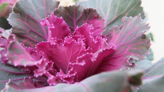 Piemont Italy 2013 920