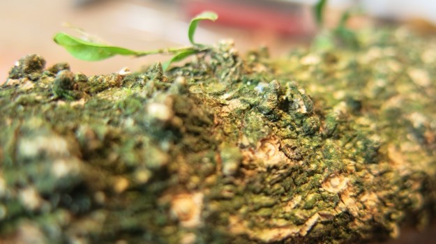 boxwood knife passion france POISSON CULOT BU 385