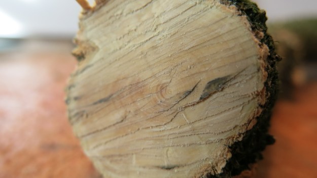 boxwood knife passion france POISSON CULOT BU 392