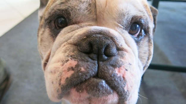 Custom Leather Armin Dobstetter Ellwangen Workshop 907