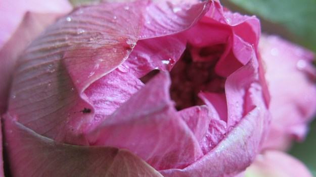 Flowermarket Bangkok Thailand 081