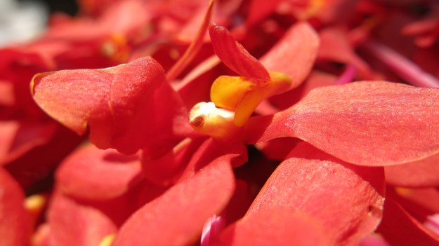 Flowermarket Bangkok Thailand 090