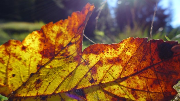 Indian Summer Trip 2014 1005