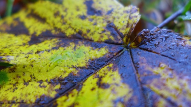 Indian Summer Trip 2014 1010