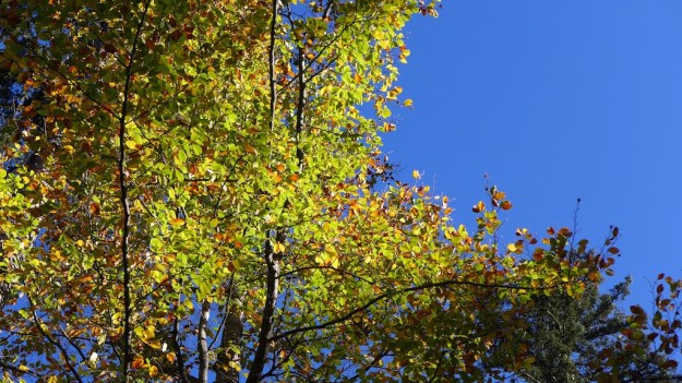 Indian Summer Trip 2014 1012