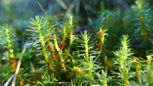 Indian Summer Trip 2014 1017