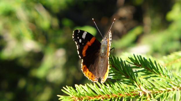 Indian Summer Trip 2014 1019