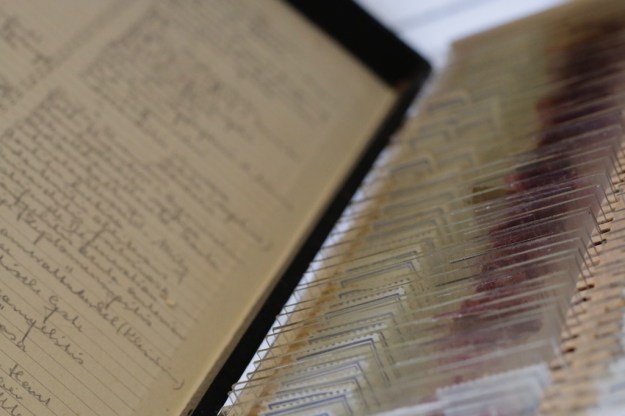 wunderkammer zürich taxidermy  4742