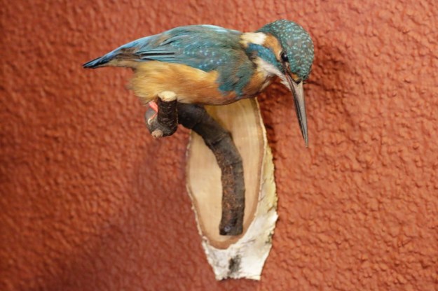 wunderkammer zürich taxidermy  4743