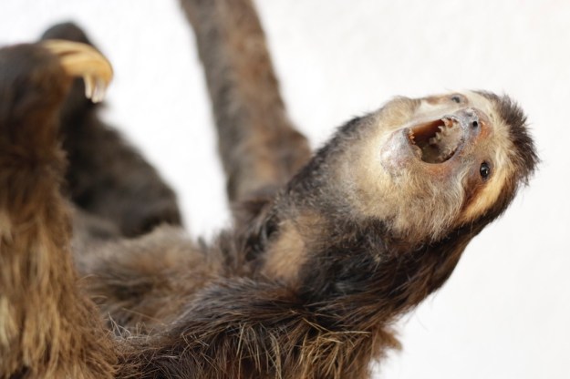 wunderkammer zürich taxidermy  4744