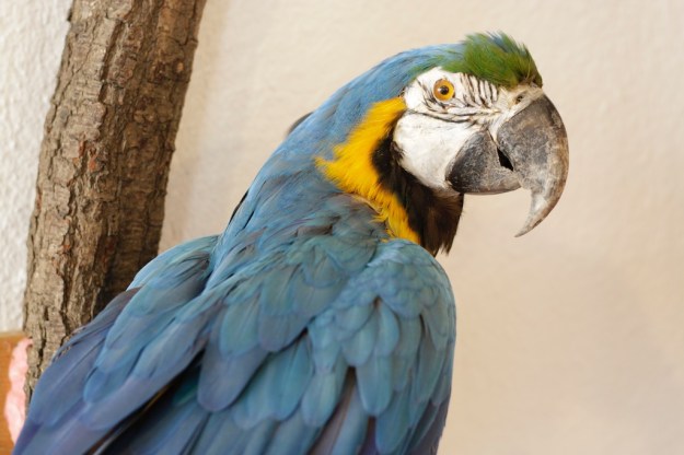 wunderkammer zürich taxidermy  4745