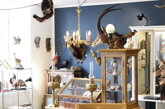 wunderkammer zürich taxidermy  4746