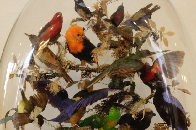 wunderkammer zürich taxidermy  4748