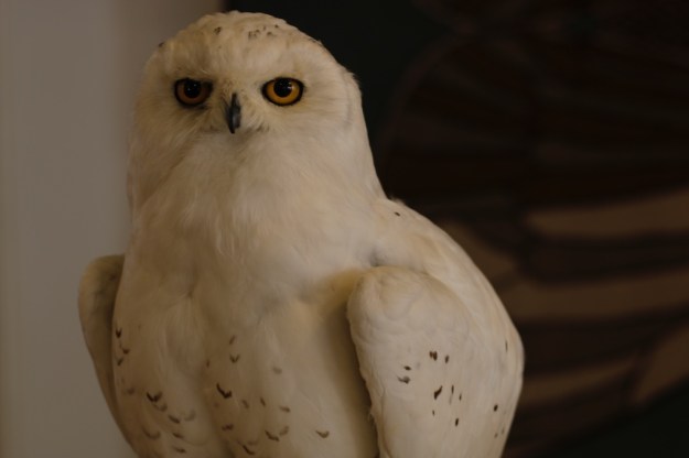 wunderkammer zürich taxidermy  4749