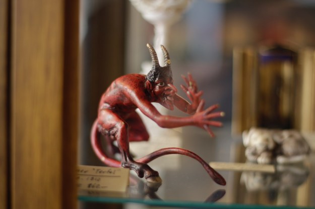 wunderkammer zürich taxidermy  4751